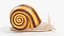 Schnecke