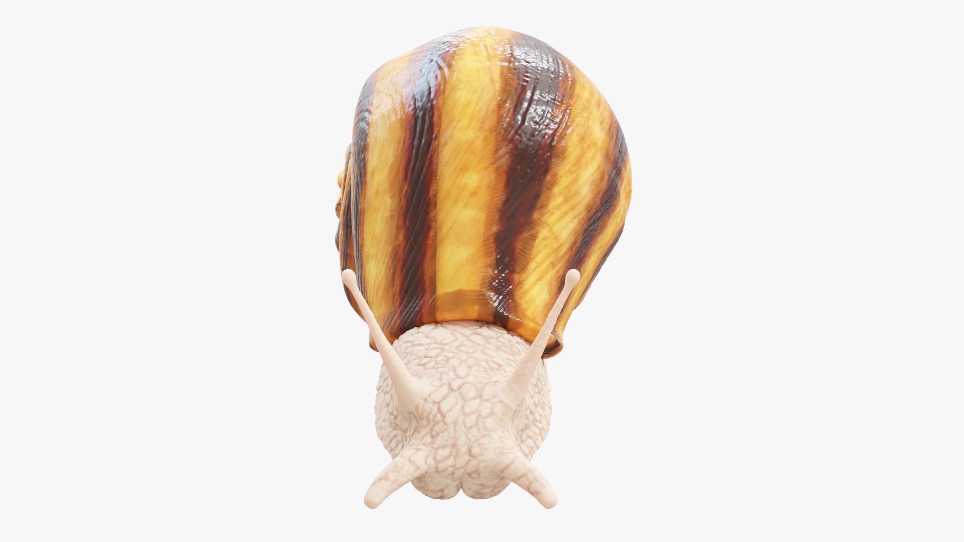 3D Snail https://p.turbosquid.com/ts-thumb/b6/N7BlLy/v7/snail_turntable/jpg/1664719578/1920x1080/turn_fit_q99/c466716e2e39dc5cd769421bfc4d157ebac212f6/snail_turntable-1.jpg