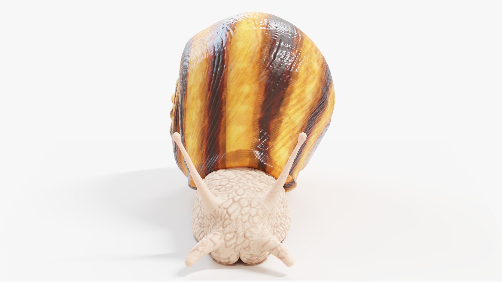 3D Snail https://p.turbosquid.com/ts-thumb/b6/N7BlLy/wL/snail_productshot1/jpg/1664720403/1920x1080/fit_q87/61f0cba4ac4e24cde113683490f30704a39d8be6/snail_productshot1.jpg