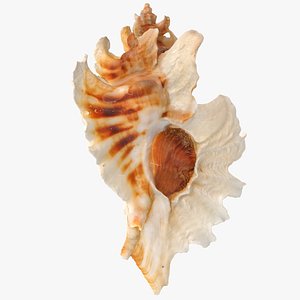 3D model Pterinotus Miyokoae Sea Shell