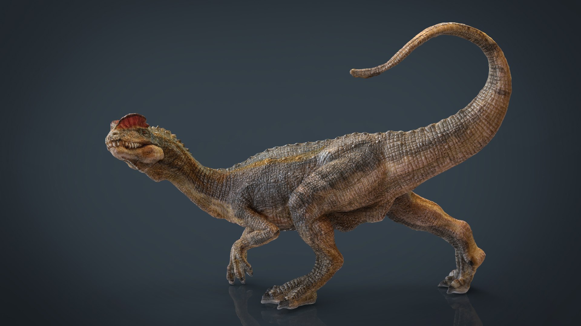 hd dilophosaurus 3d max https://p.turbosquid.com/ts-thumb/b6/OfdxBf/G0076jtX/dilophosaurus/jpg/1472851606/1920x1080/fit_q87/243256616f526b5fcc0376bb9e2ff236d50753df/dilophosaurus.jpg