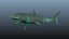Grand requin