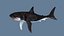 Grand requin