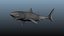 Grand requin