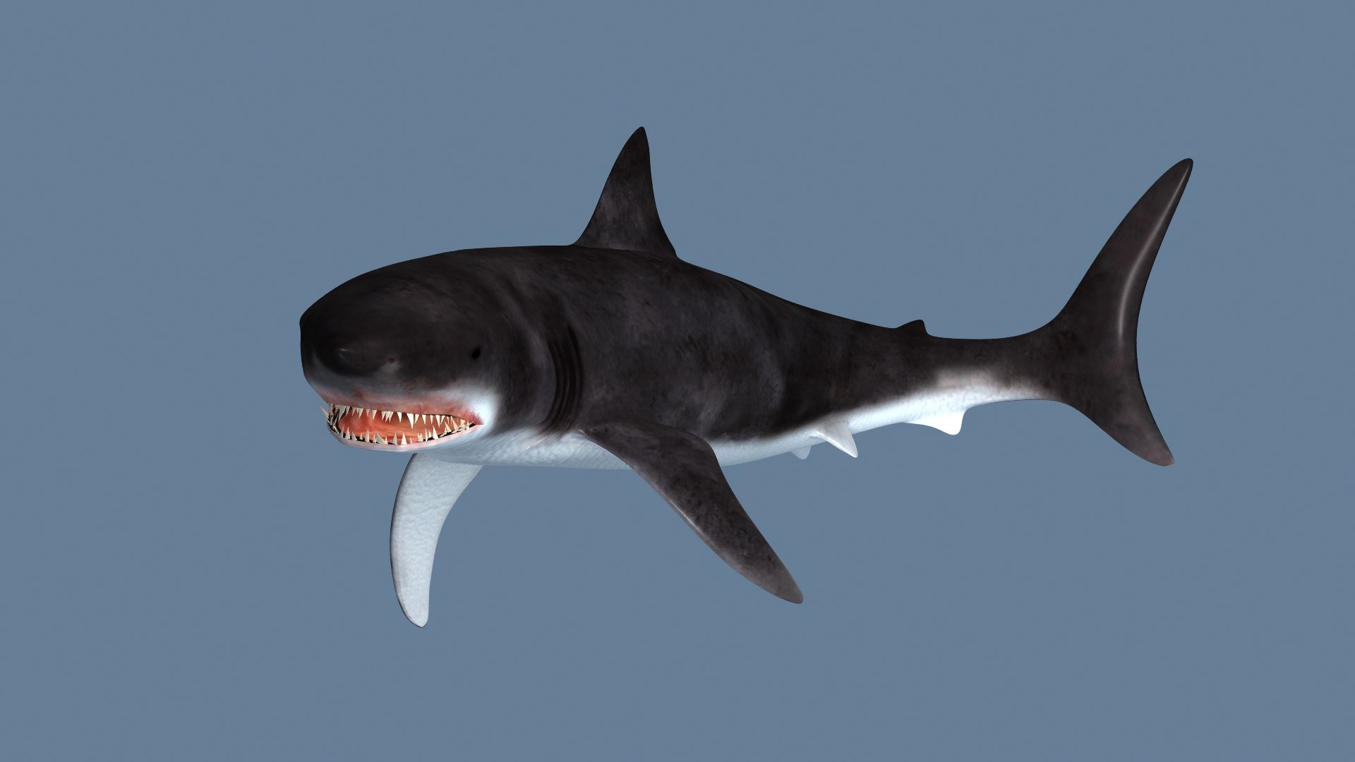 3D Model Great Shark - TurboSquid 1953590