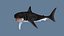 Grand requin