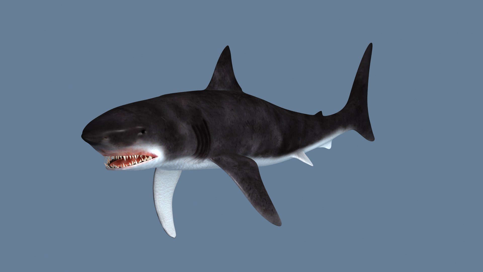 3D model Great Shark https://p.turbosquid.com/ts-thumb/b6/P2DF5R/mG/c/jpg/1662203456/1920x1080/fit_q87/a090257fa885c4ca54950d1174797971723a3483/c.jpg