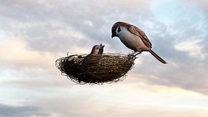 Birds Model - Scene