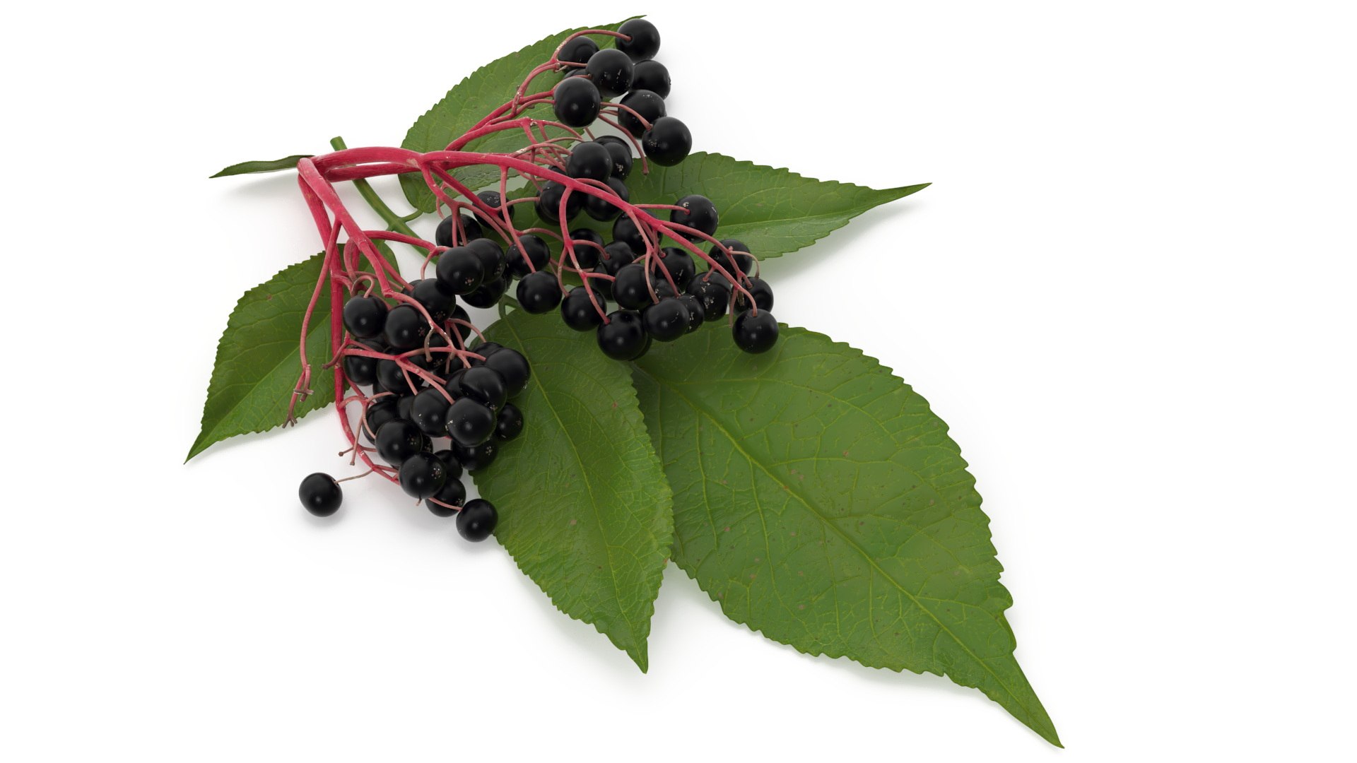 Elderberry Cluster with Leaves 3D model preview