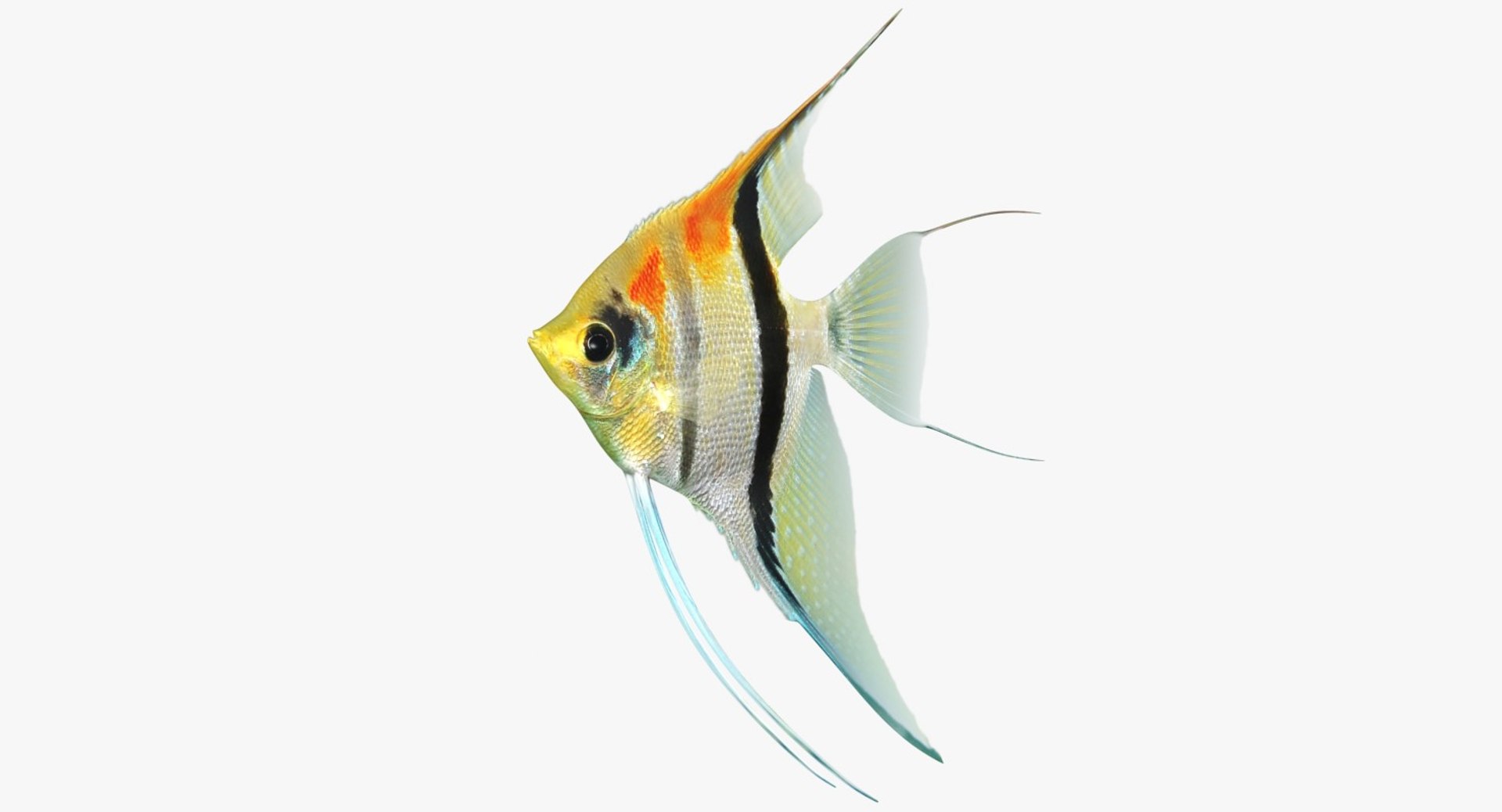 3D model manacapuru angelfish https://p.turbosquid.com/ts-thumb/b6/d9rAWH/1YR2SKa4/ryukingoldfish_rr02/jpg/1525605213/1920x1080/fit_q87/4c6da5968d28d2d6e02c13e19db494c12e73fbd4/ryukingoldfish_rr02.jpg