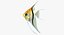Manacapuru Angelfish