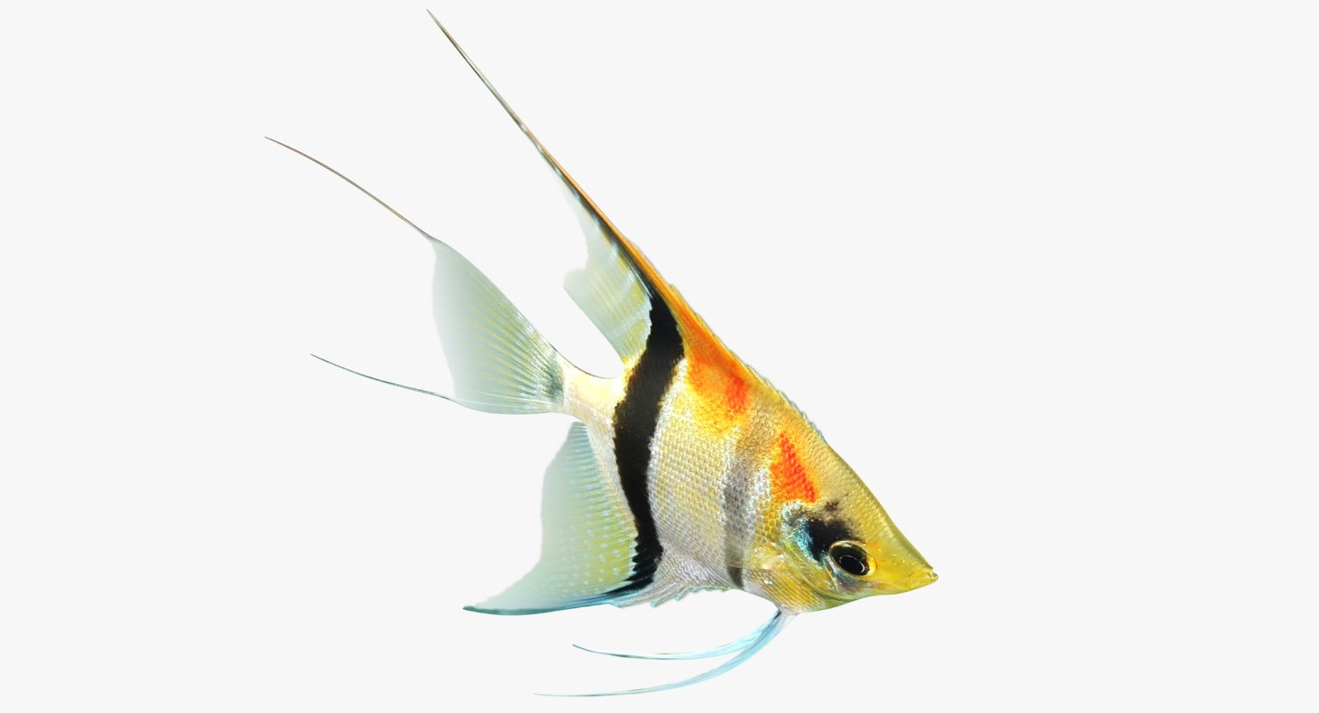 3D model manacapuru angelfish https://p.turbosquid.com/ts-thumb/b6/d9rAWH/5dASjfOQ/ryukingoldfish_rr03/jpg/1525605213/1920x1080/fit_q87/6afd8a1bf334969f7c916927e45f59e87295f7af/ryukingoldfish_rr03.jpg
