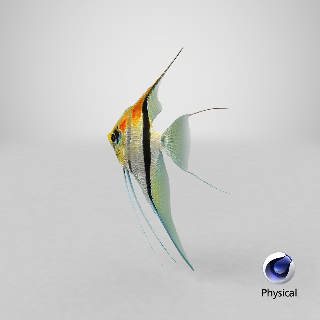 3D model manacapuru angelfish https://p.turbosquid.com/ts-thumb/b6/d9rAWH/8YWfZqA6/stemcell_cinema_4d_physical_render/png/1543382023/1920x1080/fit_q87/bb588a2aa53d85c181d915fee8bdc1544b1a0577/stemcell_cinema_4d_physical_render.jpg