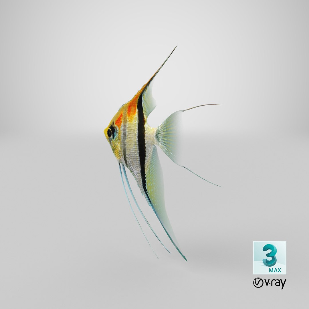 3D model manacapuru angelfish https://p.turbosquid.com/ts-thumb/b6/d9rAWH/AJvgMTjN/stemcell_max_vray_render/png/1543382004/1920x1080/fit_q87/8fa31c418ab4c16160e89830abf7902f7a2cf297/stemcell_max_vray_render.jpg