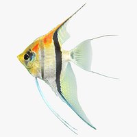 Manacapuru Angelfish