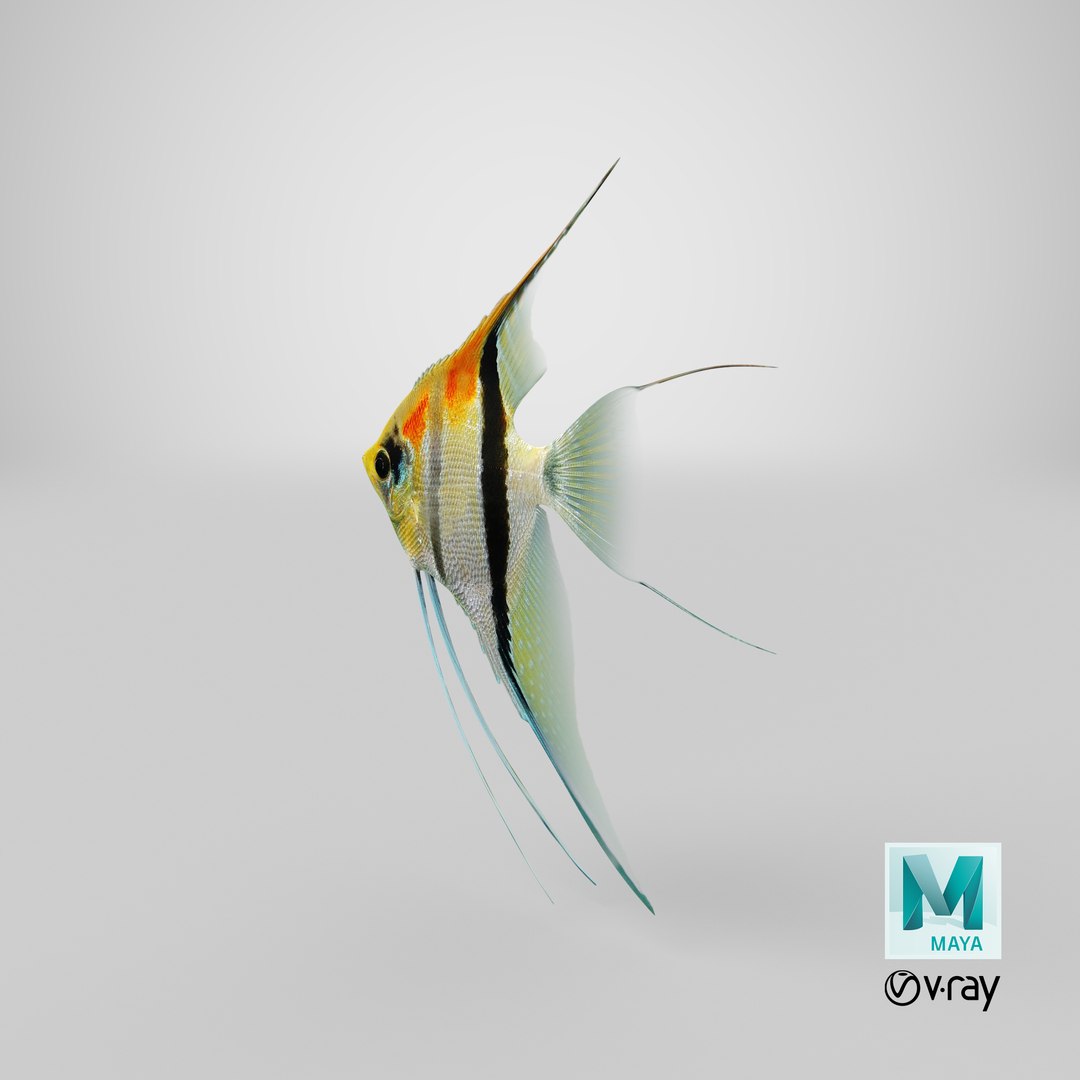 3D model manacapuru angelfish https://p.turbosquid.com/ts-thumb/b6/d9rAWH/FkBGIYXg/stemcell_maya_vray_render/png/1543381997/1920x1080/fit_q87/00bbf3adc38e73eaa29b2d6879138bb825375118/stemcell_maya_vray_render.jpg