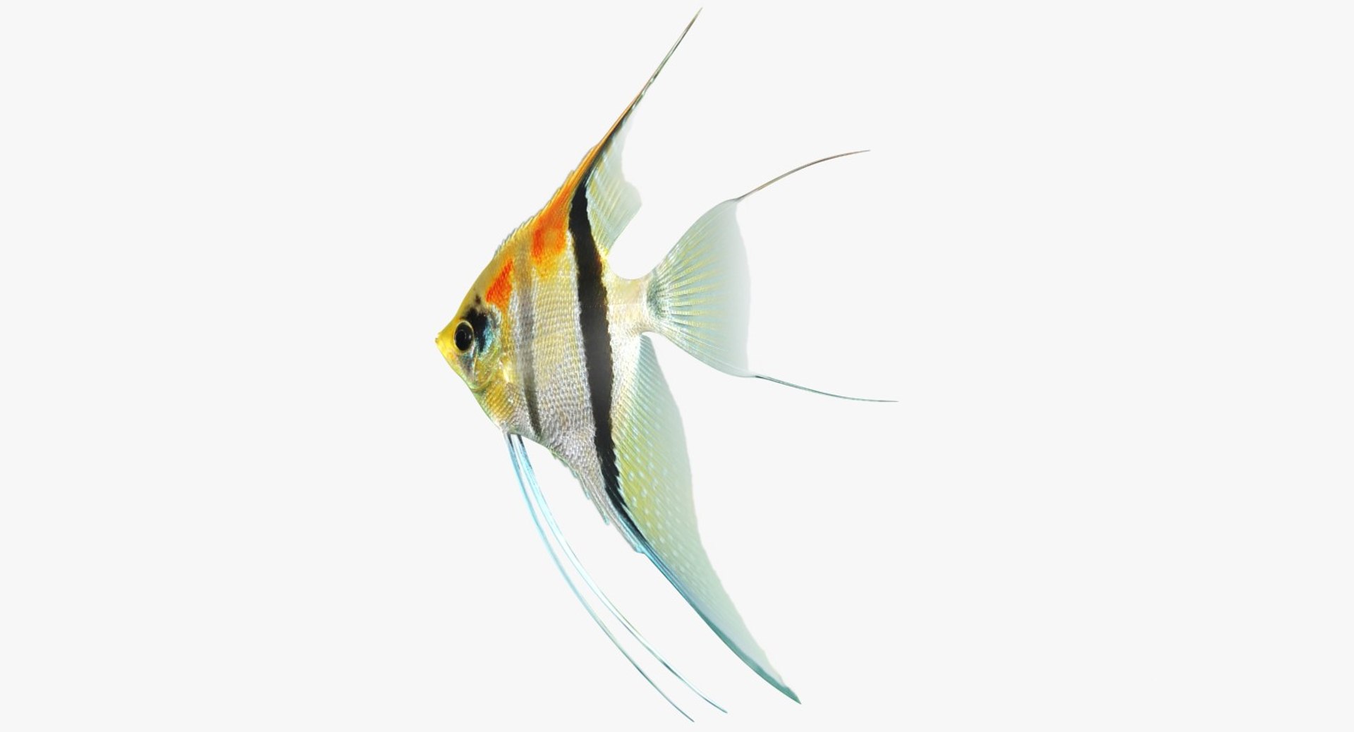 3D model manacapuru angelfish https://p.turbosquid.com/ts-thumb/b6/d9rAWH/IZbHCStC/ryukingoldfish_rr04/jpg/1525605213/1920x1080/fit_q87/7f8f2de2dd23f909a163a1051e7ba94ca5e5d449/ryukingoldfish_rr04.jpg