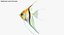 Manacapuru Angelfish