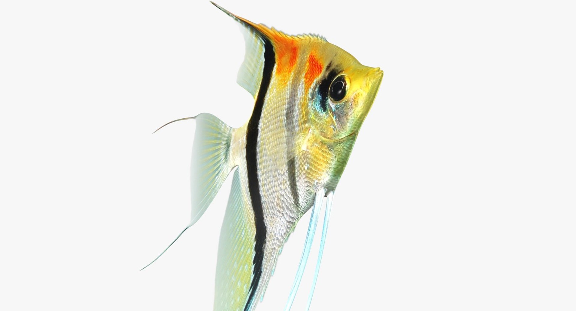 3D model manacapuru angelfish https://p.turbosquid.com/ts-thumb/b6/d9rAWH/LSSjf8kn/ryukingoldfish_rr14/jpg/1525605213/1920x1080/fit_q87/d0284216ed32dd285cc9235c18ccdd0c7eaa3a0a/ryukingoldfish_rr14.jpg