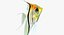Manacapuru Angelfish