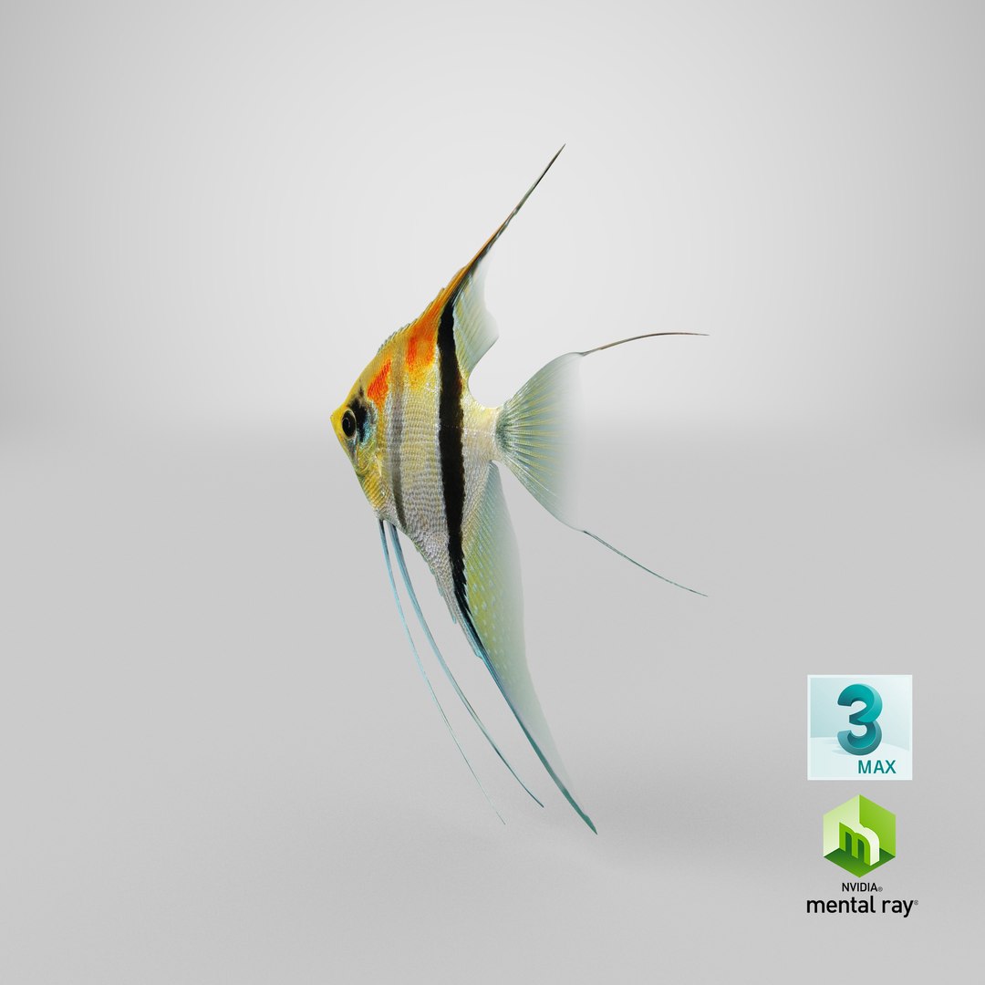 3D model manacapuru angelfish https://p.turbosquid.com/ts-thumb/b6/d9rAWH/NLuEosIp/stemcell_max_mental_ray_render/png/1543382010/1920x1080/fit_q87/7d670d48431ad39b00d21512c44ea60196ce49e0/stemcell_max_mental_ray_render.jpg