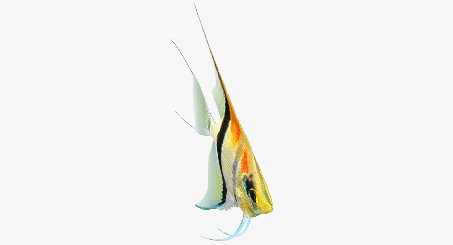 3D model manacapuru angelfish https://p.turbosquid.com/ts-thumb/b6/d9rAWH/NmZycpYl/ryukingoldfish_rr10/jpg/1525605213/1920x1080/fit_q87/6d89b28ff34be5870e8df1dfff44f45e24637c7b/ryukingoldfish_rr10.jpg