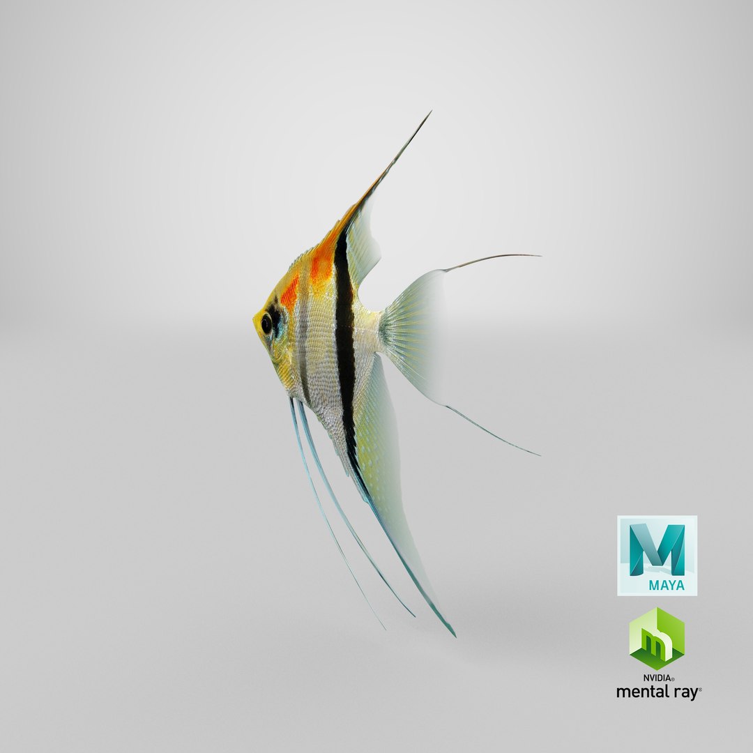 3D model manacapuru angelfish https://p.turbosquid.com/ts-thumb/b6/d9rAWH/PJPn1ZwW/stemcell_maya_mental_ray_render/png/1543382000/1920x1080/fit_q87/90e7f3c7e4065db4cd8d6518a56d120bd32003d4/stemcell_maya_mental_ray_render.jpg