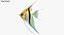 Manacapuru Angelfish