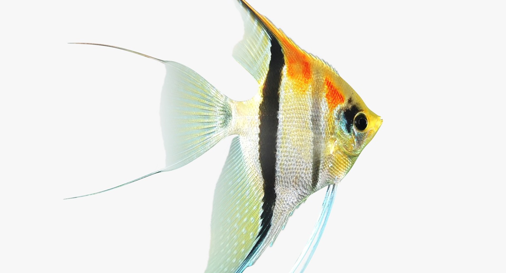 3D model manacapuru angelfish https://p.turbosquid.com/ts-thumb/b6/d9rAWH/X0tQoxXT/ryukingoldfish_rr07/jpg/1525605213/1920x1080/fit_q87/397dc1672f939b289671e6a9a95401f77cd91f0a/ryukingoldfish_rr07.jpg