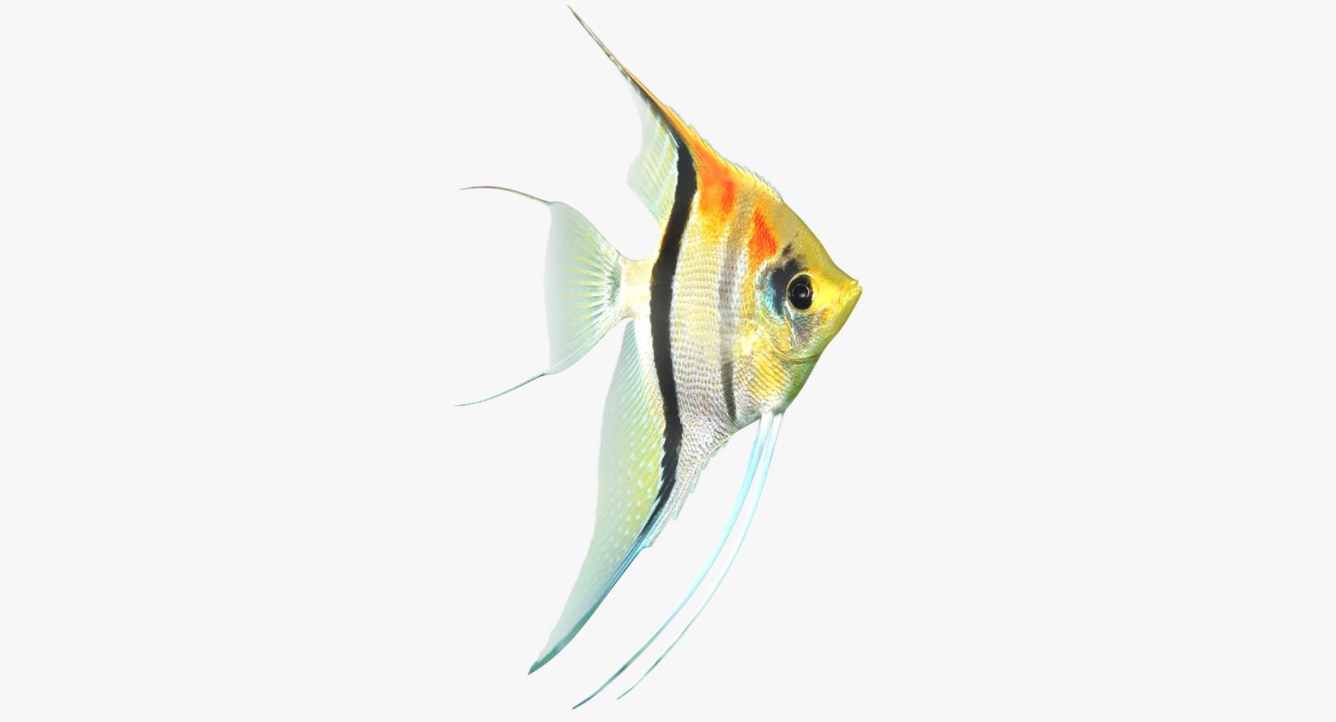 3D model manacapuru angelfish https://p.turbosquid.com/ts-thumb/b6/d9rAWH/gRXi5b4G/ryukingoldfish_rr09/jpg/1525605213/1920x1080/fit_q87/869f4ff0d3eed28889b19fd12b22a110dc3643f2/ryukingoldfish_rr09.jpg