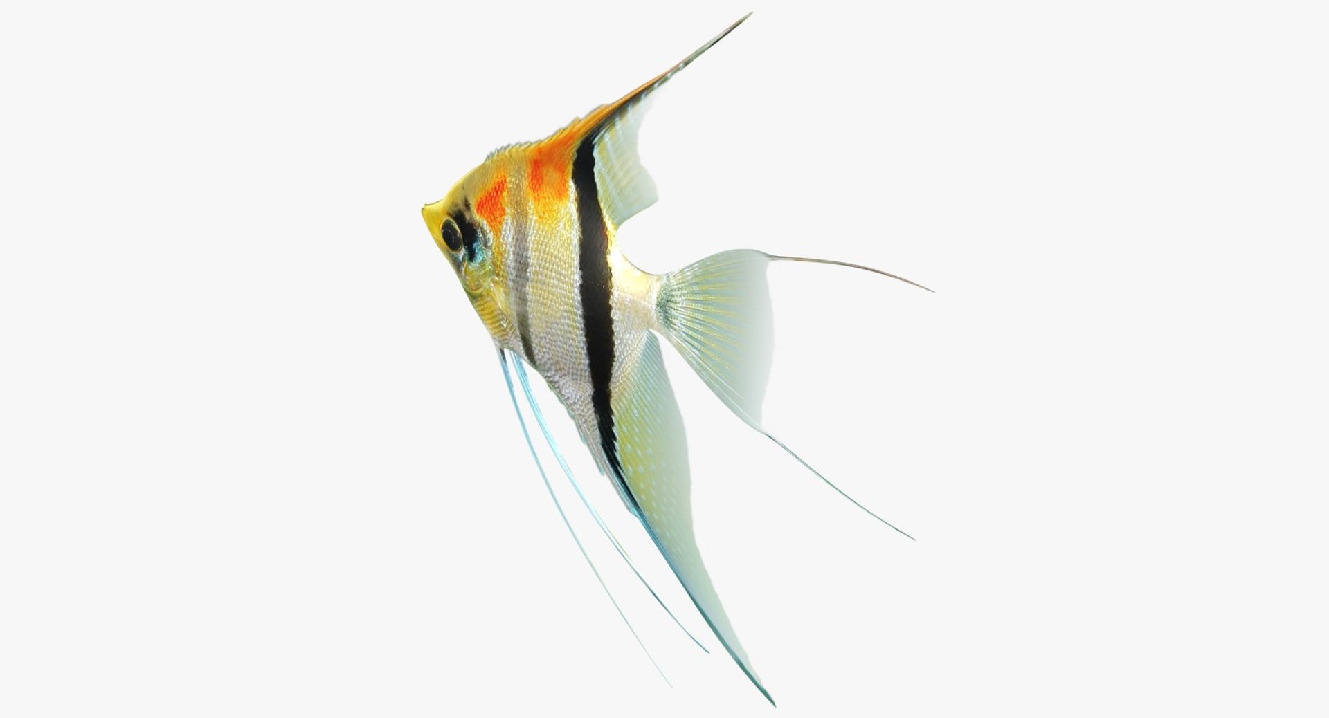 3D model manacapuru angelfish https://p.turbosquid.com/ts-thumb/b6/d9rAWH/jhvJNm63/ryukingoldfish_rr13/jpg/1525605213/1920x1080/fit_q87/2f96193ae83c1ff45bf9e230bc4342da3ef4cb51/ryukingoldfish_rr13.jpg