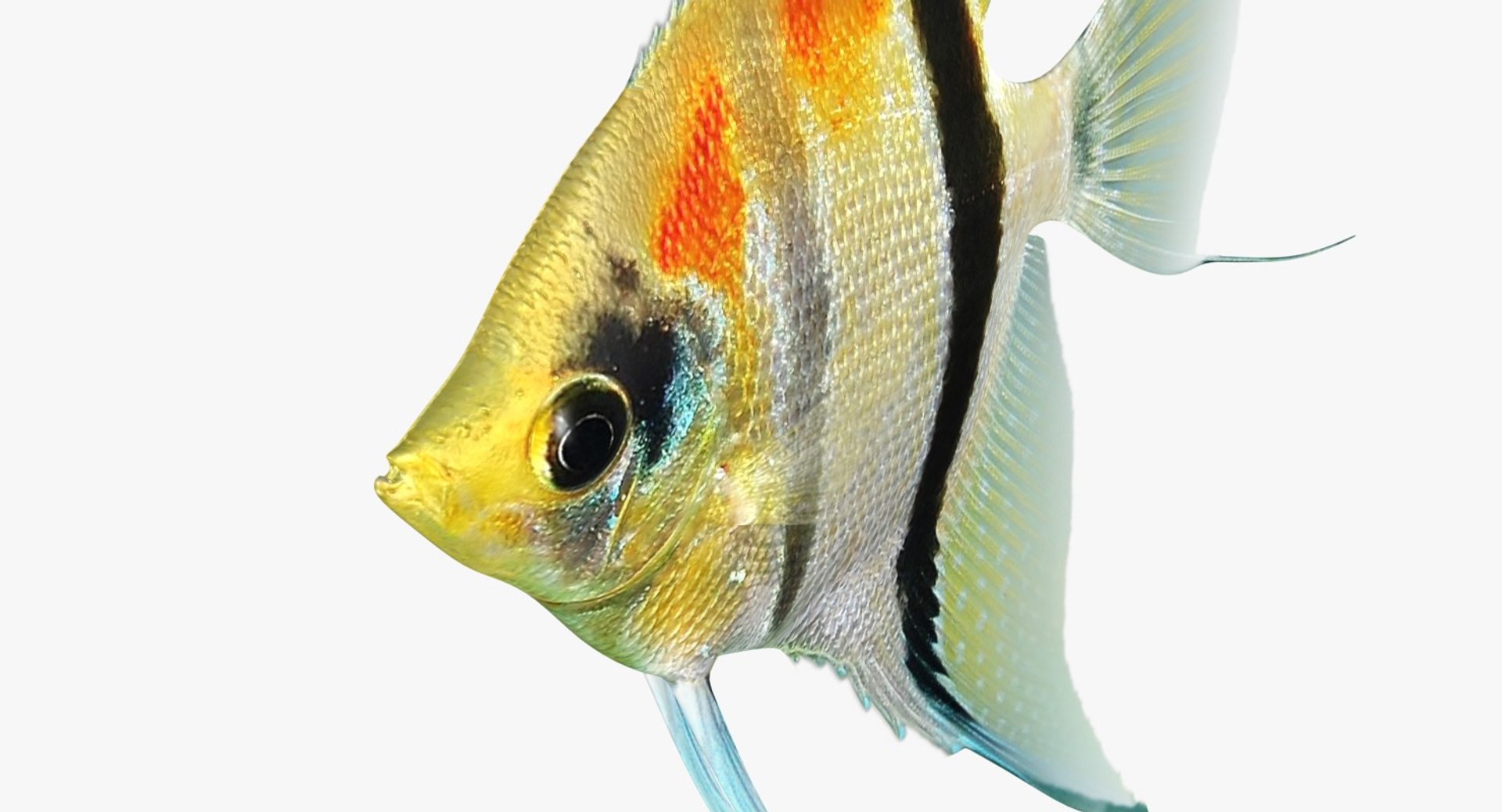 3D model manacapuru angelfish https://p.turbosquid.com/ts-thumb/b6/d9rAWH/l51ODWxS/ryukingoldfish_rr11/jpg/1525605213/1920x1080/fit_q87/9964f894cd31727681a2caa91c0acca0137d43eb/ryukingoldfish_rr11.jpg