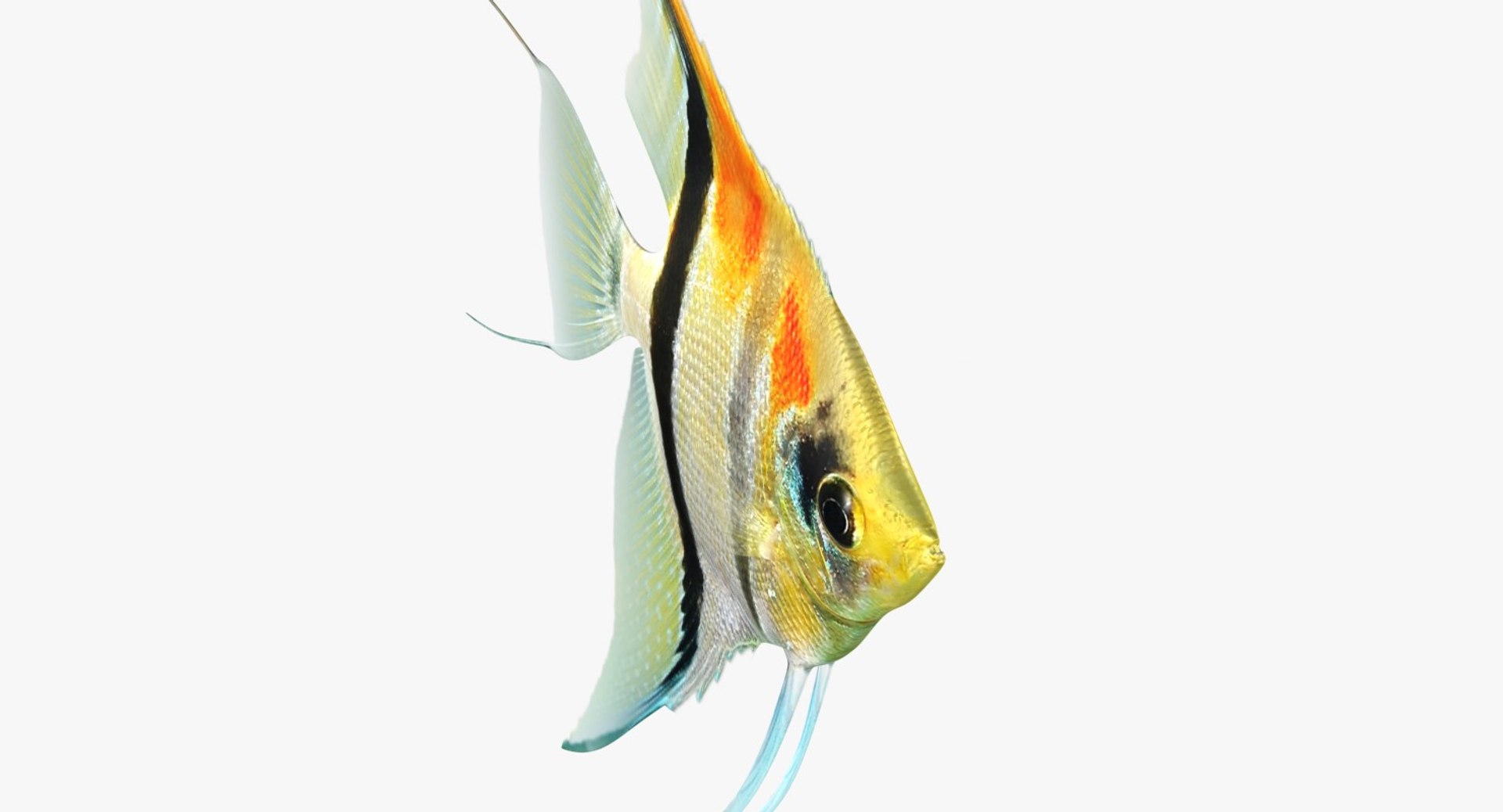3D model manacapuru angelfish https://p.turbosquid.com/ts-thumb/b6/d9rAWH/mRUfhlY4/ryukingoldfish_rr01/jpg/1525605213/1920x1080/fit_q87/1c3f5aa4594b619539845e3e21c912ba2e10362d/ryukingoldfish_rr01.jpg