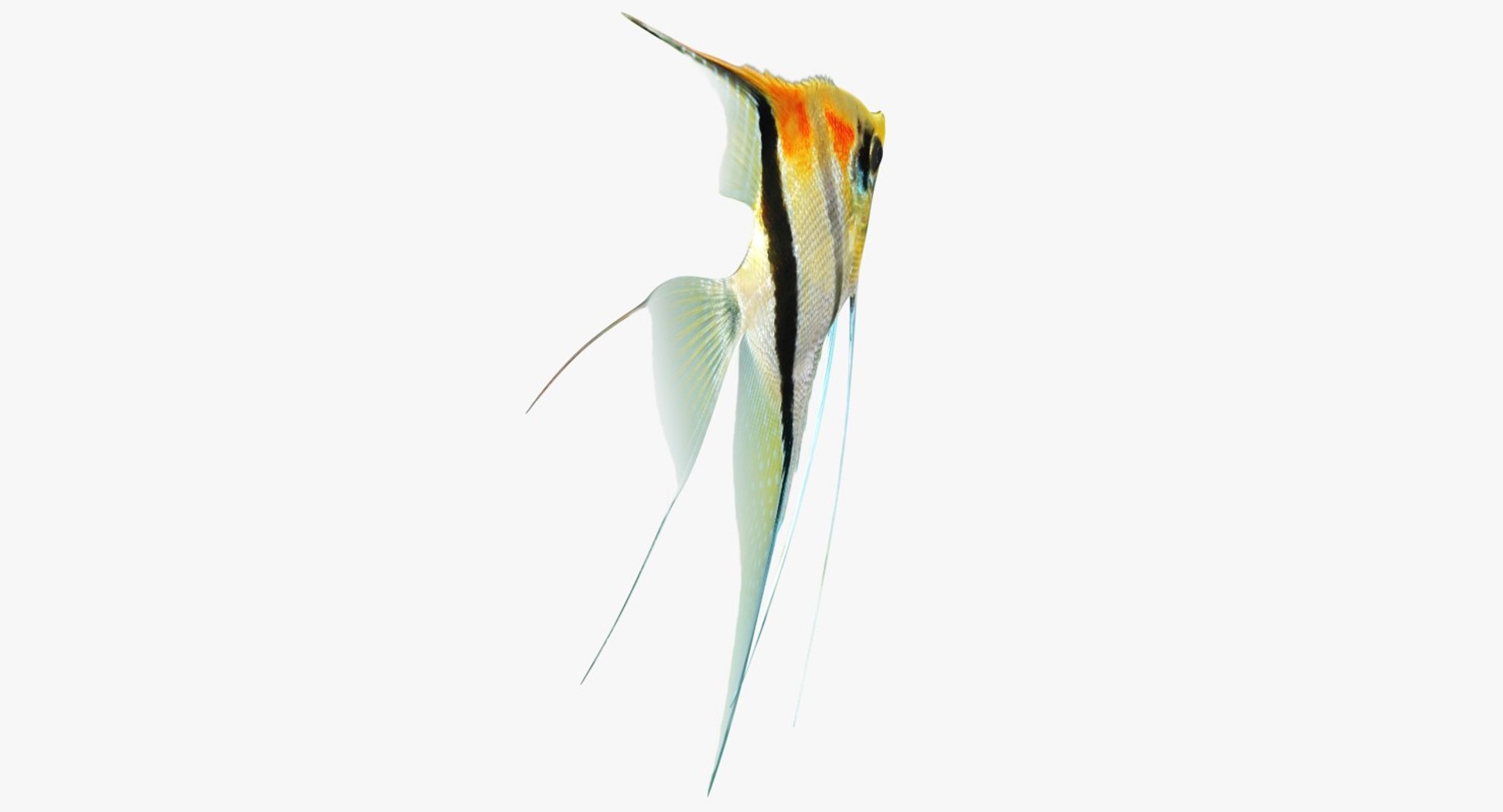 3D model manacapuru angelfish https://p.turbosquid.com/ts-thumb/b6/d9rAWH/o3q3UHMj/ryukingoldfish_rr08/jpg/1525605213/1920x1080/fit_q87/ce576523e05f6b22a00be1449f7ba058c22fd592/ryukingoldfish_rr08.jpg