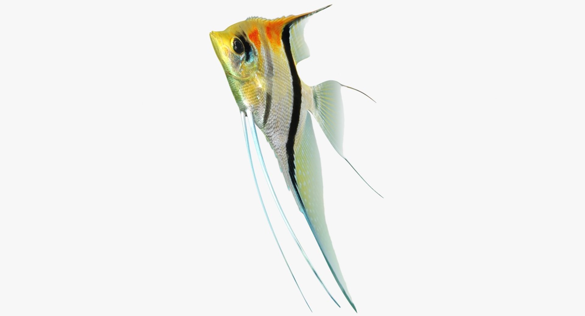 3D model manacapuru angelfish https://p.turbosquid.com/ts-thumb/b6/d9rAWH/pNv4Vwui/ryukingoldfish_rr05/jpg/1525605213/1920x1080/fit_q87/2dcb515859faf311338acf2d63292e4e54766c9f/ryukingoldfish_rr05.jpg
