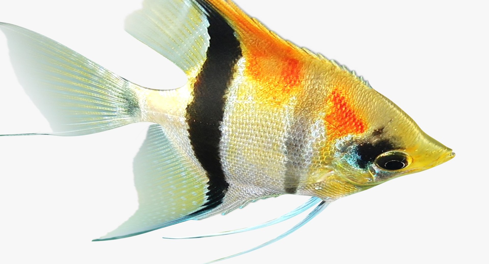 3D model manacapuru angelfish https://p.turbosquid.com/ts-thumb/b6/d9rAWH/qSu9Gt81/ryukingoldfish_rr15/jpg/1525605213/1920x1080/fit_q87/2f605c604a7cb5e2bc3585cc2917daee84daaebd/ryukingoldfish_rr15.jpg