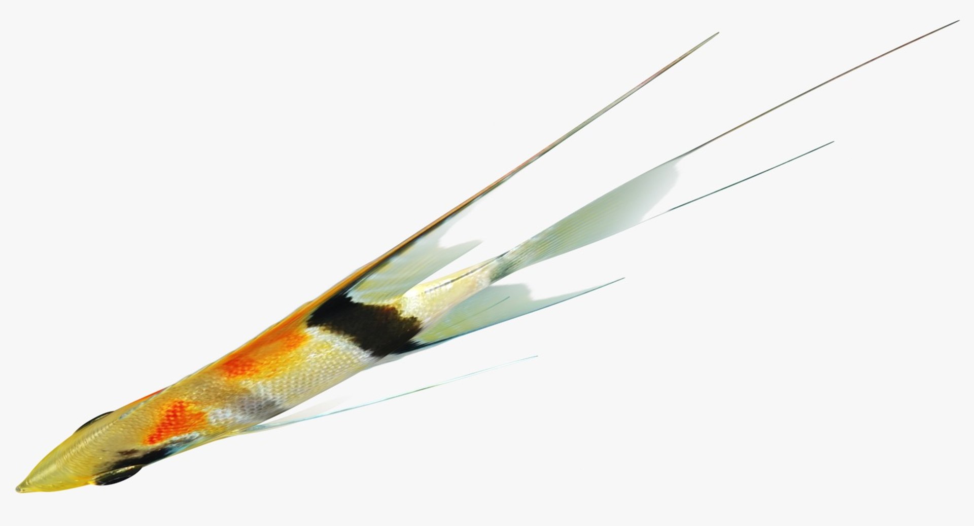 3D model manacapuru angelfish https://p.turbosquid.com/ts-thumb/b6/d9rAWH/tyhT3Fm3/ryukingoldfish_rr06/jpg/1525605213/1920x1080/fit_q87/33c0db5b8a0600c18305903bb8d0b8fe262d89f2/ryukingoldfish_rr06.jpg