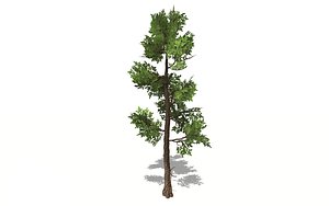 3D model realistic fir tree