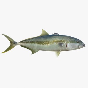 Kingfish