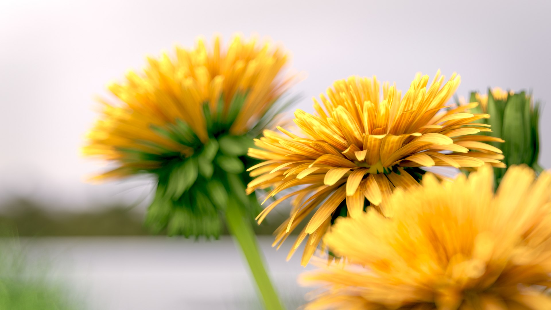 3D Grass Pack 3D https://p.turbosquid.com/ts-thumb/b6/rEPi2o/bC/grass_04/jpg/1639839993/1920x1080/fit_q87/f64226c68e0e46880ed92579792d69a1939fa419/grass_04.jpg