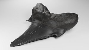 realistic shark teeth tooth 3D model