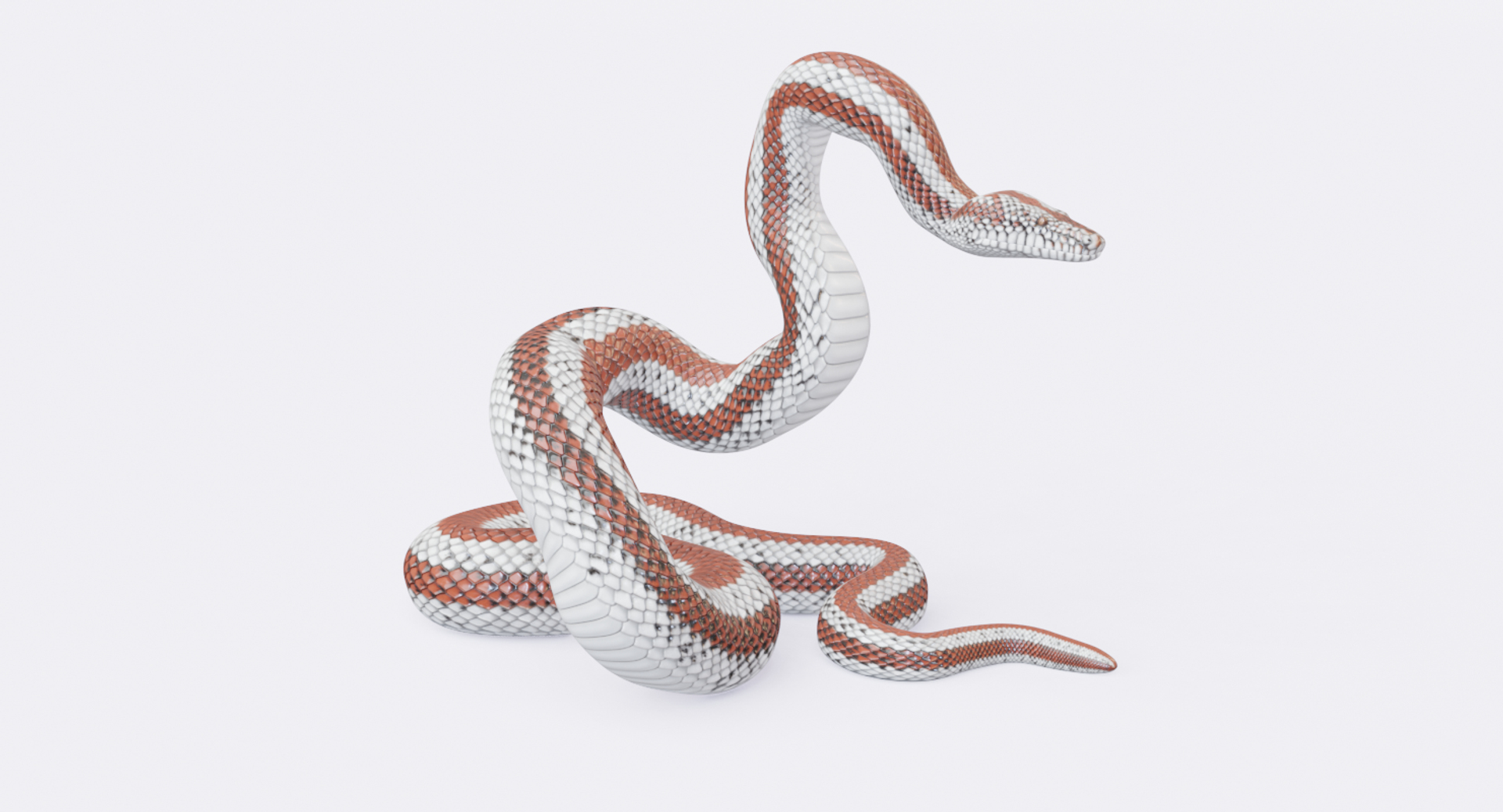 Rosy Boa Reptile Animation Model - TurboSquid 1392858