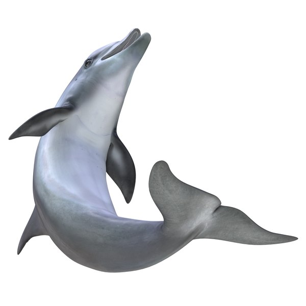 3d dolphin rigged