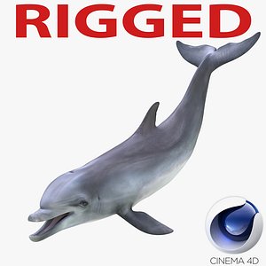 3d dolphin rigged