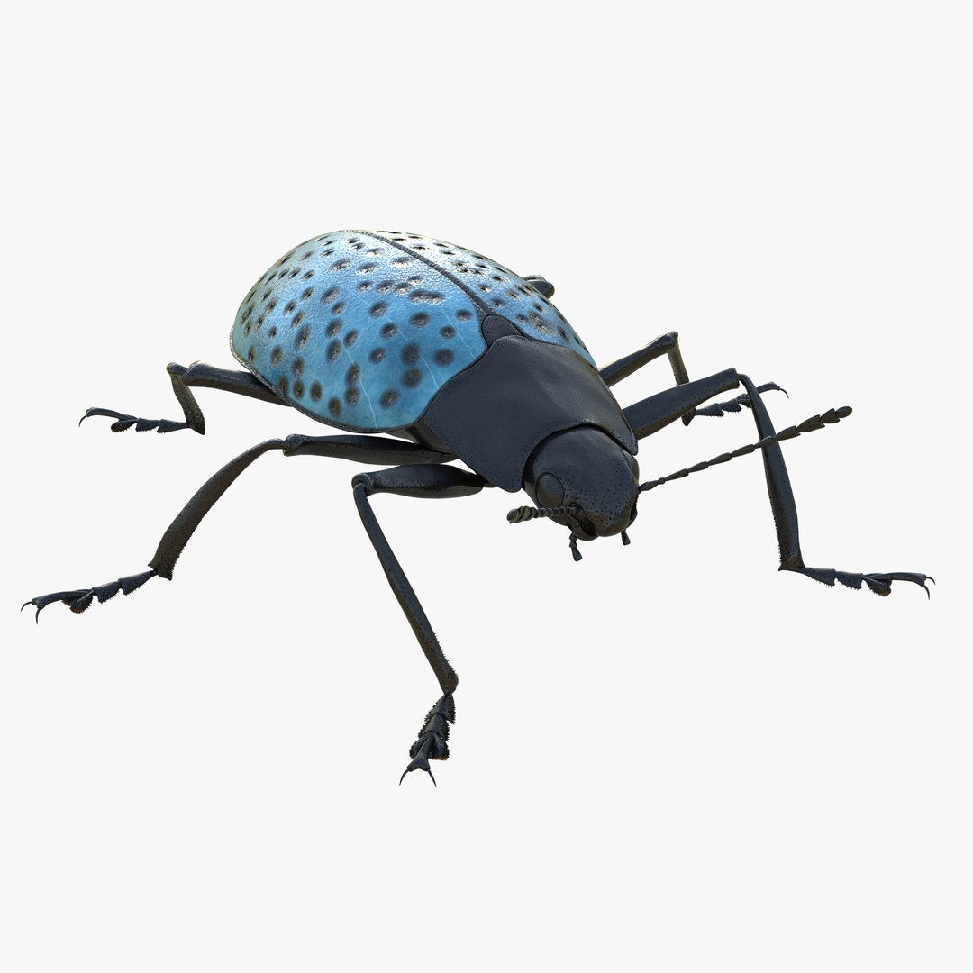 Gibbifer Californicus Beetle 2 3D model preview