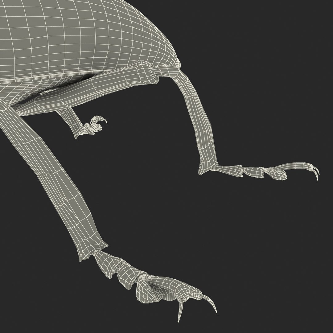 3ds gibbifer californicus beetle 2 https://p.turbosquid.com/ts-thumb/b7/5AEOz9/6Cj4zvBO/gibbifercalifornicusbeetle3dmodel32/jpg/1451905977/1920x1080/fit_q87/1da72e84cd2b2a79f1cc35f33e5d5a93cd0177ec/gibbifercalifornicusbeetle3dmodel32.jpg