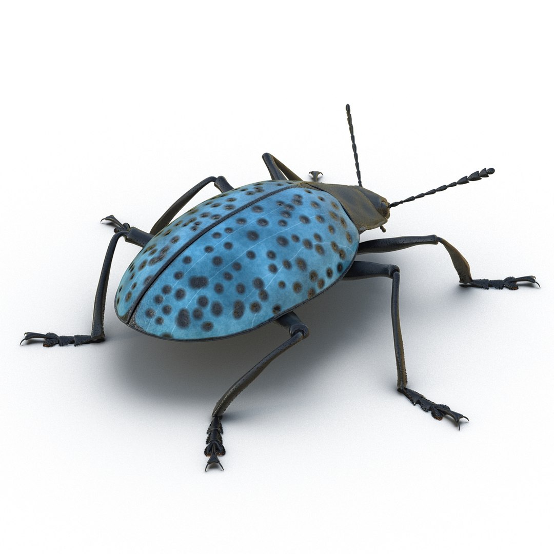 3ds gibbifer californicus beetle 2 https://p.turbosquid.com/ts-thumb/b7/5AEOz9/AHSUkixl/gibbifercalifornicusbeetle3dmodel04/jpg/1451905975/1920x1080/fit_q87/0f474639c3a48c9ea757adf31f4585697f078dff/gibbifercalifornicusbeetle3dmodel04.jpg
