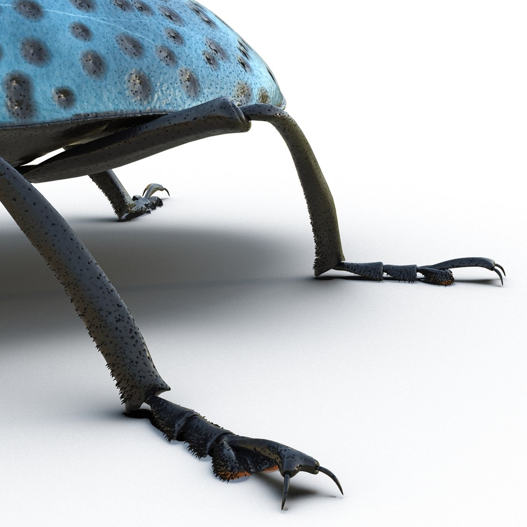 3ds gibbifer californicus beetle 2 https://p.turbosquid.com/ts-thumb/b7/5AEOz9/GwnWSxls/gibbifercalifornicusbeetle3dmodel14/jpg/1451905975/1920x1080/fit_q87/6685197fcd0776c25741fd2a9a92455419289fd6/gibbifercalifornicusbeetle3dmodel14.jpg