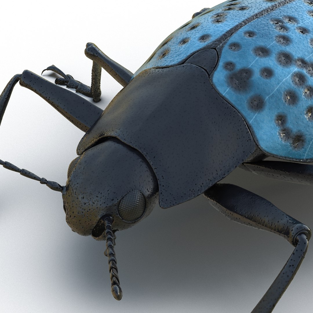 3ds gibbifer californicus beetle 2 https://p.turbosquid.com/ts-thumb/b7/5AEOz9/RkCkpVVh/gibbifercalifornicusbeetle3dmodel16/jpg/1451905976/1920x1080/fit_q87/d576a8741d58bd746f799d04f901d7d435cc7138/gibbifercalifornicusbeetle3dmodel16.jpg