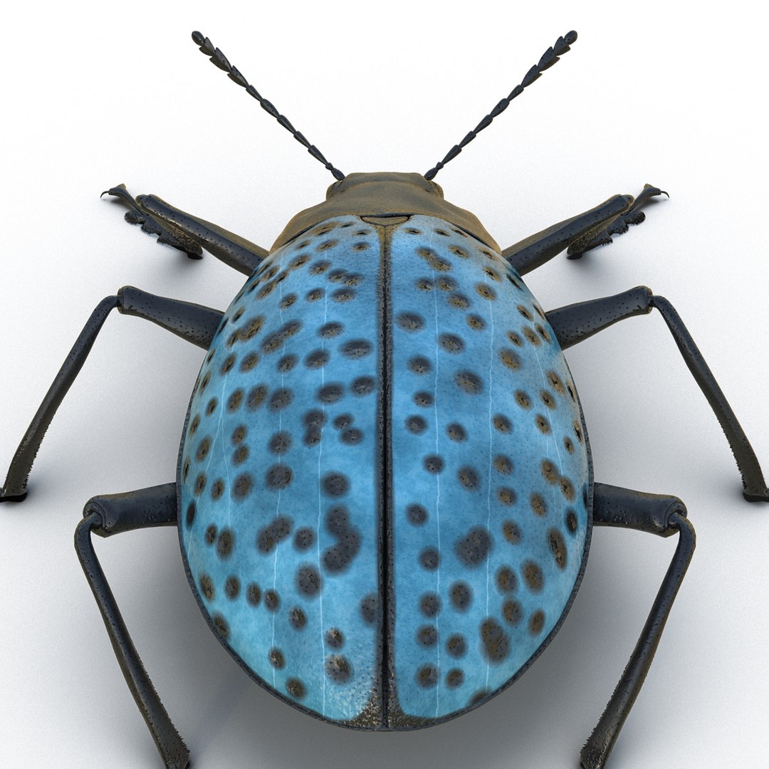 3ds gibbifer californicus beetle 2 https://p.turbosquid.com/ts-thumb/b7/5AEOz9/UUpRtC0O/gibbifercalifornicusbeetle3dmodel12/jpg/1451905975/1920x1080/fit_q87/2192ec38f3eb7ed4adfb5d51a3f7b3ae25e1df6d/gibbifercalifornicusbeetle3dmodel12.jpg